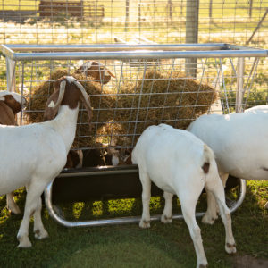 Sheep and Goat Feeder