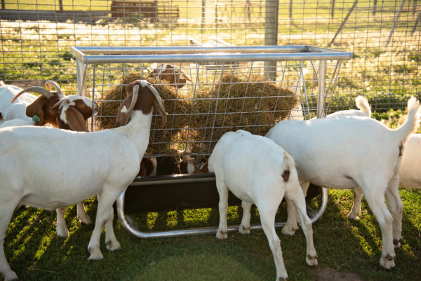 Sheep and Goat Feeder